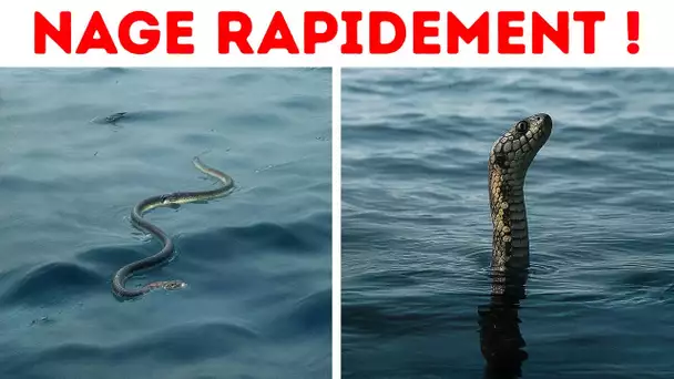 Ce serpent a plus de venin qu'un cobra - Soyez prudent dans l'eau