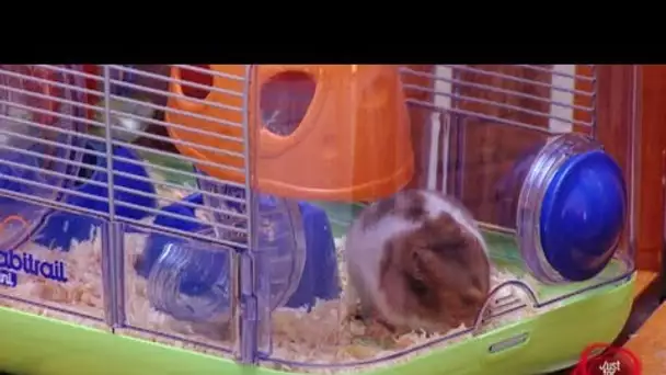 Hamster écrasé