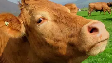 Le lait chocolaté ne provient pas de vaches marrons !