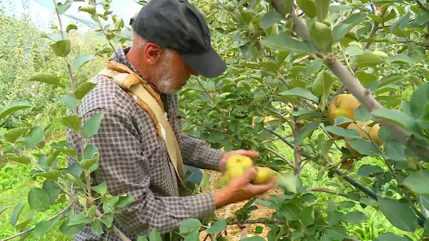 Encore une année difficile pour les producteurs de pomme de Dordogne