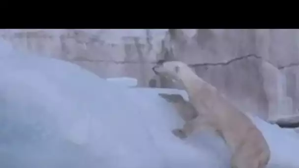 L'effet abominable du réchauffement climatique sur un ours polaire