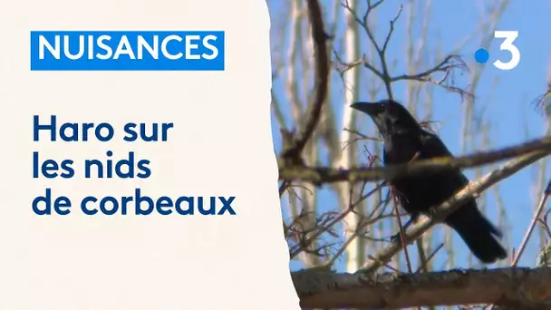 Environnement : à Mulhouse, les habitants sont excédés par les nuisances des corbeaux