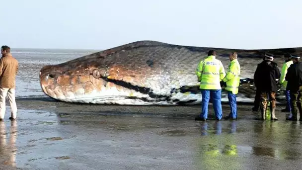 LE TITANOBOA, LE PLUS GRAND SERPENT QUI AIT JAMAIS EXISTÉ !