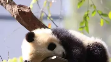 Une première en France : le Zoo de Beauval accueillera bientôt un bébé panda