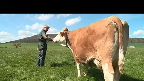 Côte-d&#039;Or : la difficile conversion au bio d&#039;éleveurs laitiers