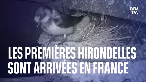 Les premières hirondelles sont arrivées en France