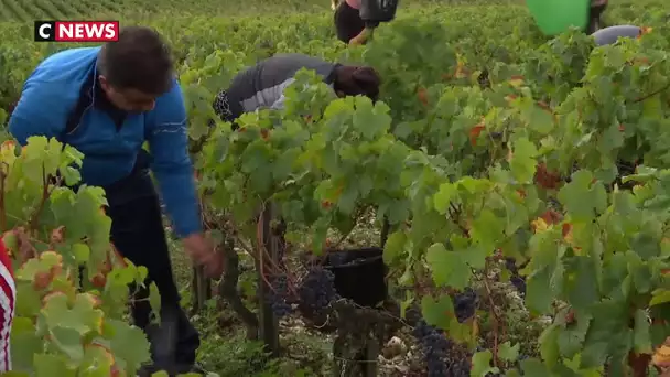 Les migrants profitent des emplois saisonniers dans les vignes