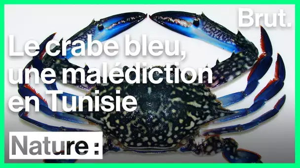 Les crabes bleus : une vraie malédiction pour les pêcheurs tunisiens