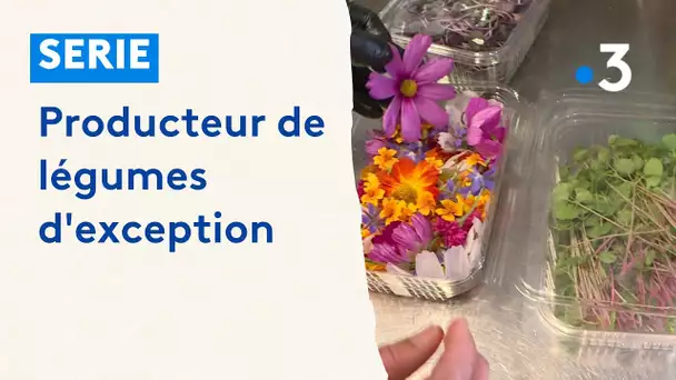 Micro-pousses : des légumes d'exception aux Mées (04)