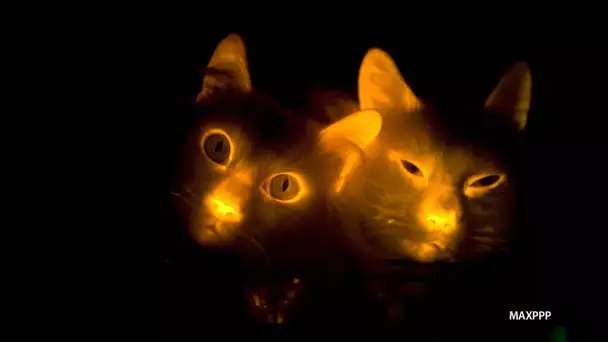 Radiochat, le chat lumineux au contact de la radioactivité - Planète Environnement