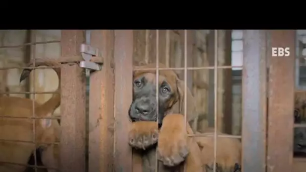 Le HuffPost Corée publie une vidéo pour dénoncer le traitement des chiens destinés à être mangés