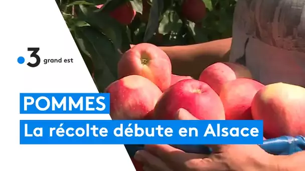 Pommes : la récolte débute en Alsace
