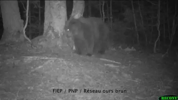 Béarn: bilan 4 ans après le lâcher de 2 ourses slovènes