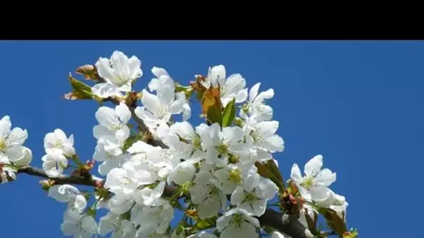 Anny Versini, Jean-Marc Versini - Le cerisier en fleurs (Clip officiel) - La magie de la nature