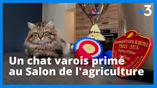 A Draguignan : un chat remporte le 1er prix au concours général agricole du Salon de l'agriculture