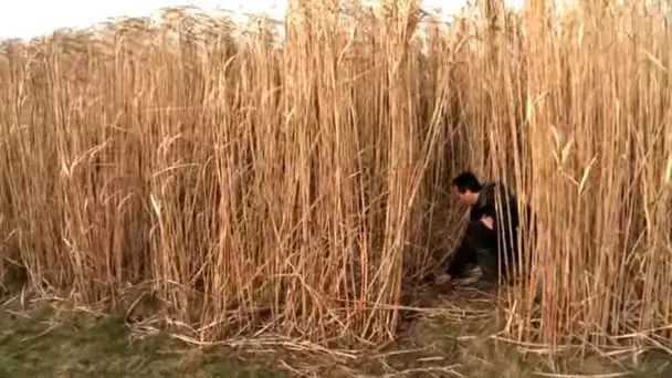 Le miscanthus se révèle un combustible de choix pour les chaudières collectives