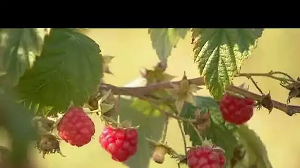 A Seclin, ils cueillent eux-même leurs fruits et légumes