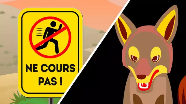 Que Faire Lorsque tu Vois un Coyote