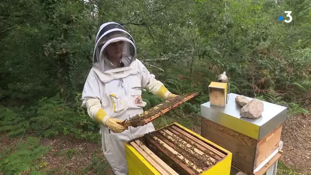 Des apiculteurs réimplantent l'abeille noire en Limousin