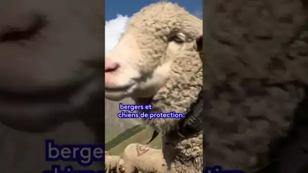 Des moutons connectés à Allos pour faciliter la cohabitation entre randonneurs et troupeaux