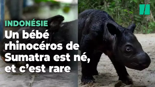 Ce rhinocéros de Sumatra qui vient de naître est l’un des derniers de son espèce