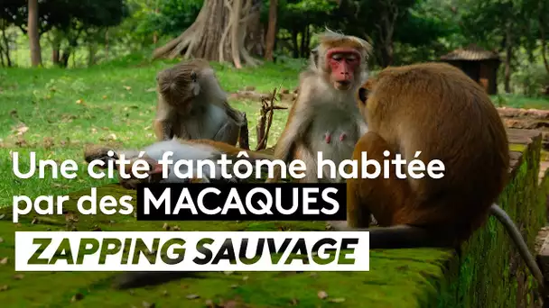 Une cité fantôme habitée par des macaques - ZAPPING SAUVAGE