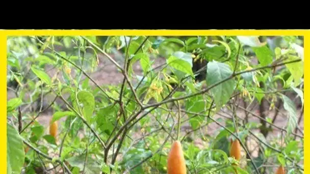 L’Iboga met fin à la dépendance aux drogues dures en quelques heures!