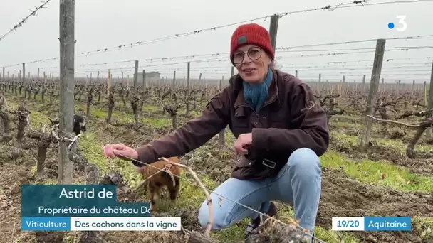 Des cochons Kune Kune dans la vigne pour aérer les sols