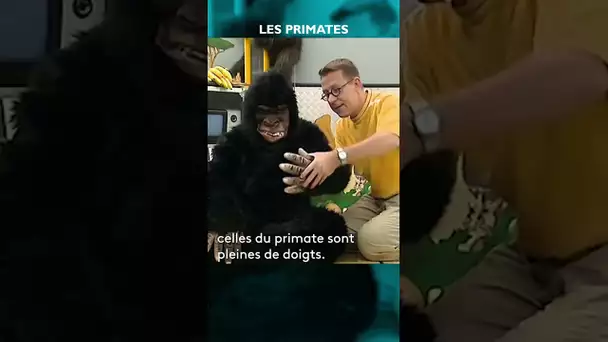 🐒 A quoi reconnaît-on un primate ? #CSP #shorts