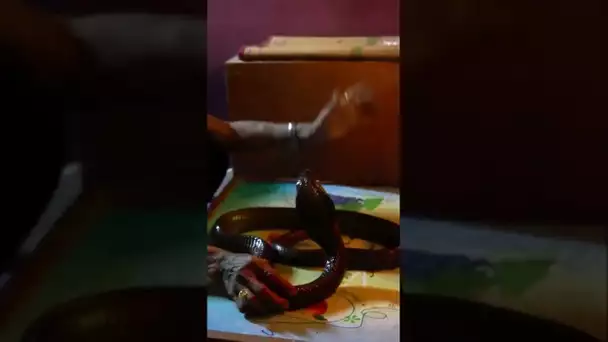 Le cobra royal est le plus dangereux de tous les serpents