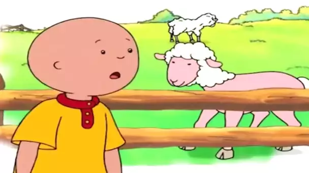 Caillou et la Laine de Mouton | Caillou en Français