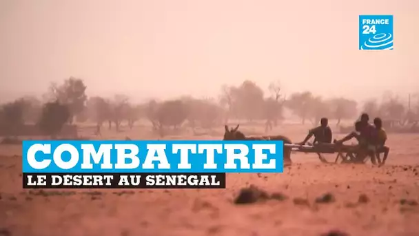 Une 'grande muraille verte' pour combattre le désert au Sénégal