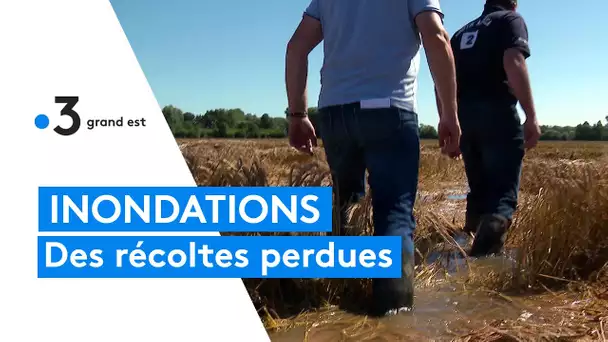 De gros dommages dans les cultures suite aux inondations