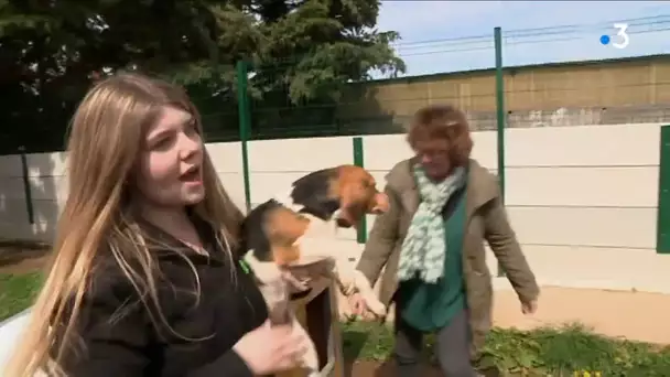 ANIMAUX. 21 chiens de laboratoire sauvés de l&#039;euthanasie à adopter en Haute-Savoie