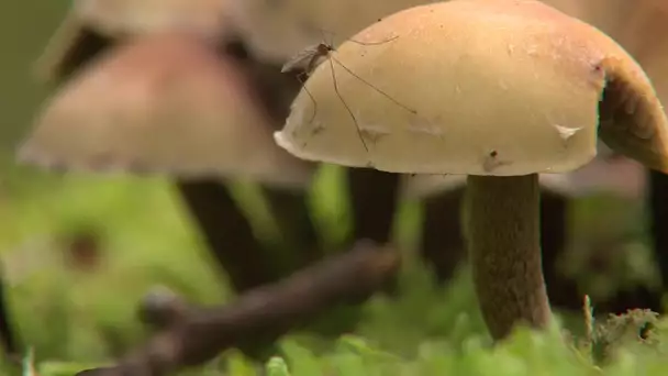 Le rôle des champignons dans l'écosystème de la fôret