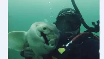 L’incroyable amitié entre ce plongeur et le requin qu’il a vu grandir