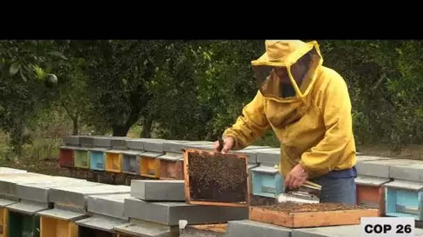 Réchauffement climatique : à six jours de la COP26, le cri d'alerte des apiculteurs siciliens