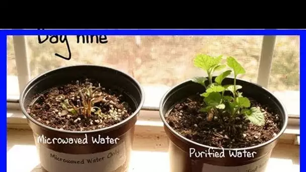 L’effet de l’eau passée au four micro-ondes sur les plantes