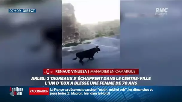 EN VIDEO - Trois taureaux s'échappent en plein centre-ville d'Arles, une femme blessée