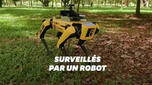 À Singapour, un robot fait respecter la distance sociale au parc