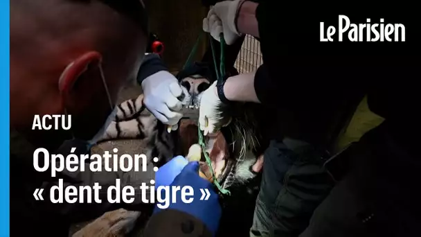 Opéré d’une rage de dent, le tigre Baïkal s’en sort sans accrocs