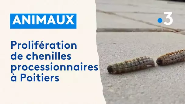 Prolifération de chenilles processionnaires à Poitiers