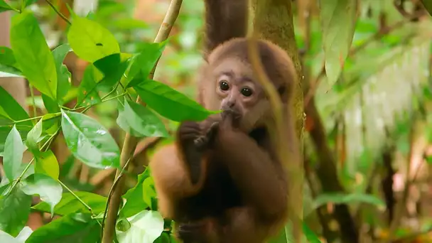 SOS Gibbons : les orphelins de la jungle