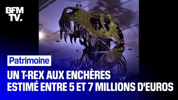 Estimé entre 5 et 7 millions d'euros, ce squelette de T-Rex est mis aux enchères à New York
