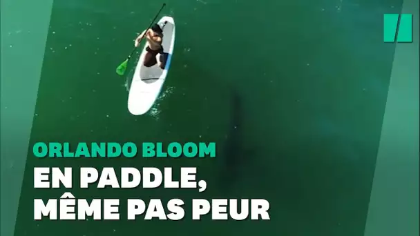 Sur son paddle, Orlando Bloom s'est fait un drôle d'ami