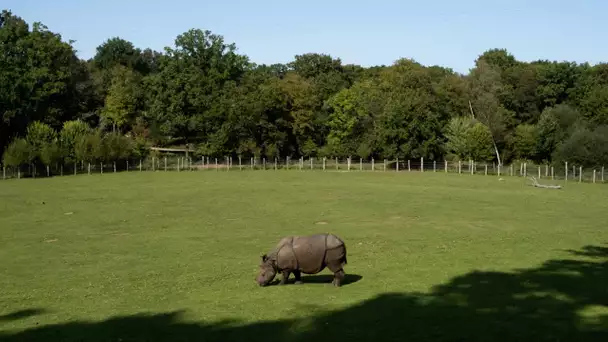 Morbihan : naissance d'un rhinocéros indien dans un parc animalier, une première depuis la préhis…