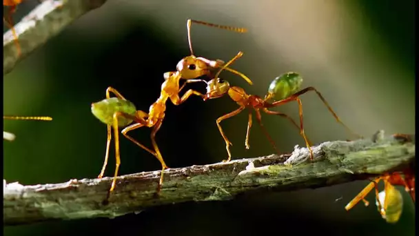 Une forteresse de fourmis attaquée par une armée ! - ZAPPING SAUVAGE