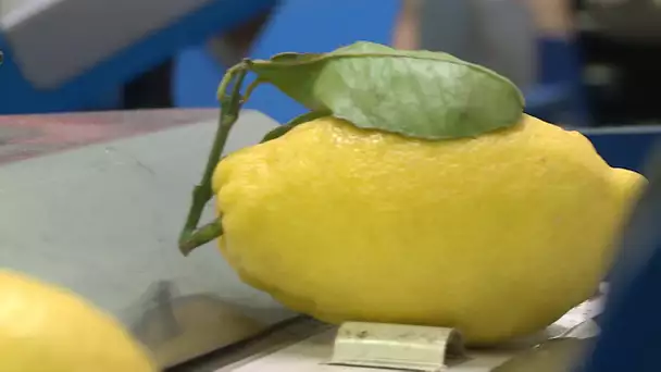 Le citron de Menton : reconnaissez le vrai du faux, à l'occasion de la Fête du Citron