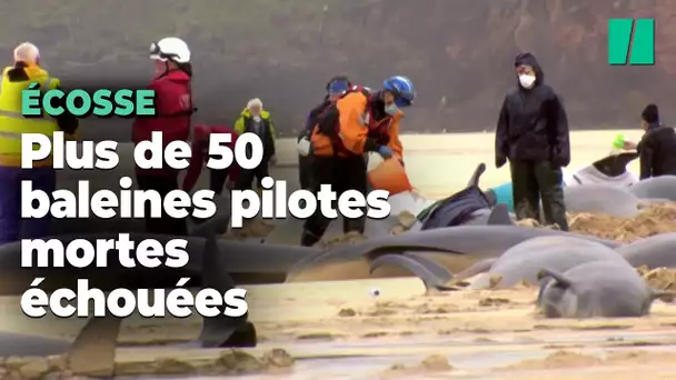 Plus de 50 baleines pilotes retrouvées échouées et mortes sur une plage en Écosse