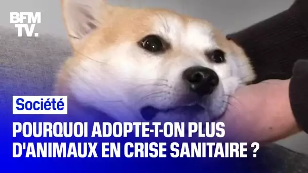 Pourquoi adopte-t-on plus d'animaux en période de crise sanitaire ?